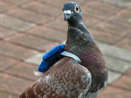 carrier-pigeon-crimeshop